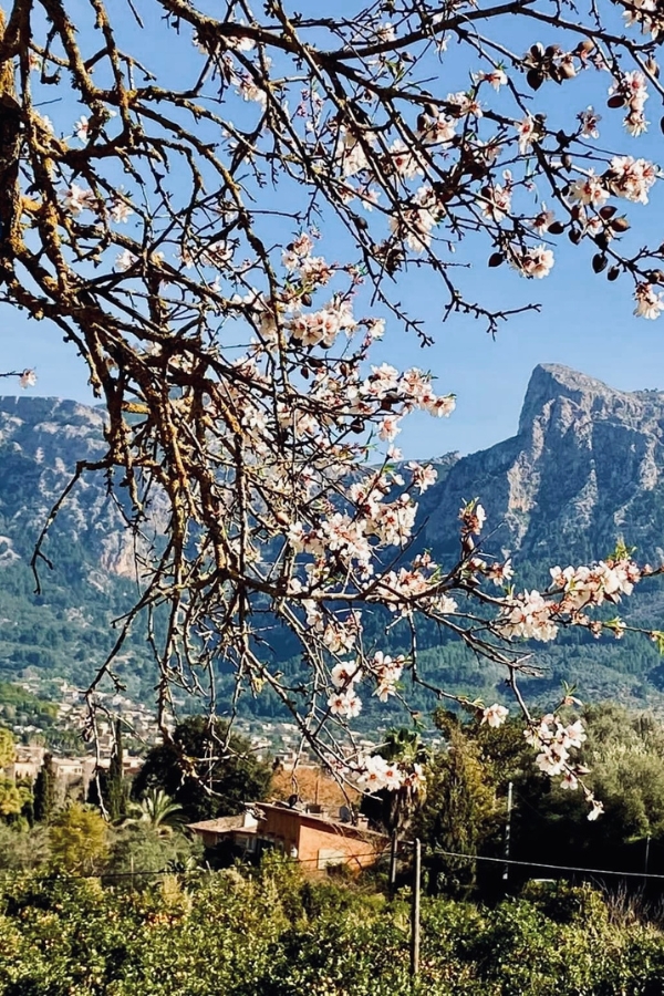 Mallorca Mandelblüte